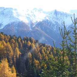 Herbstlich gefärbter Lärchenwald